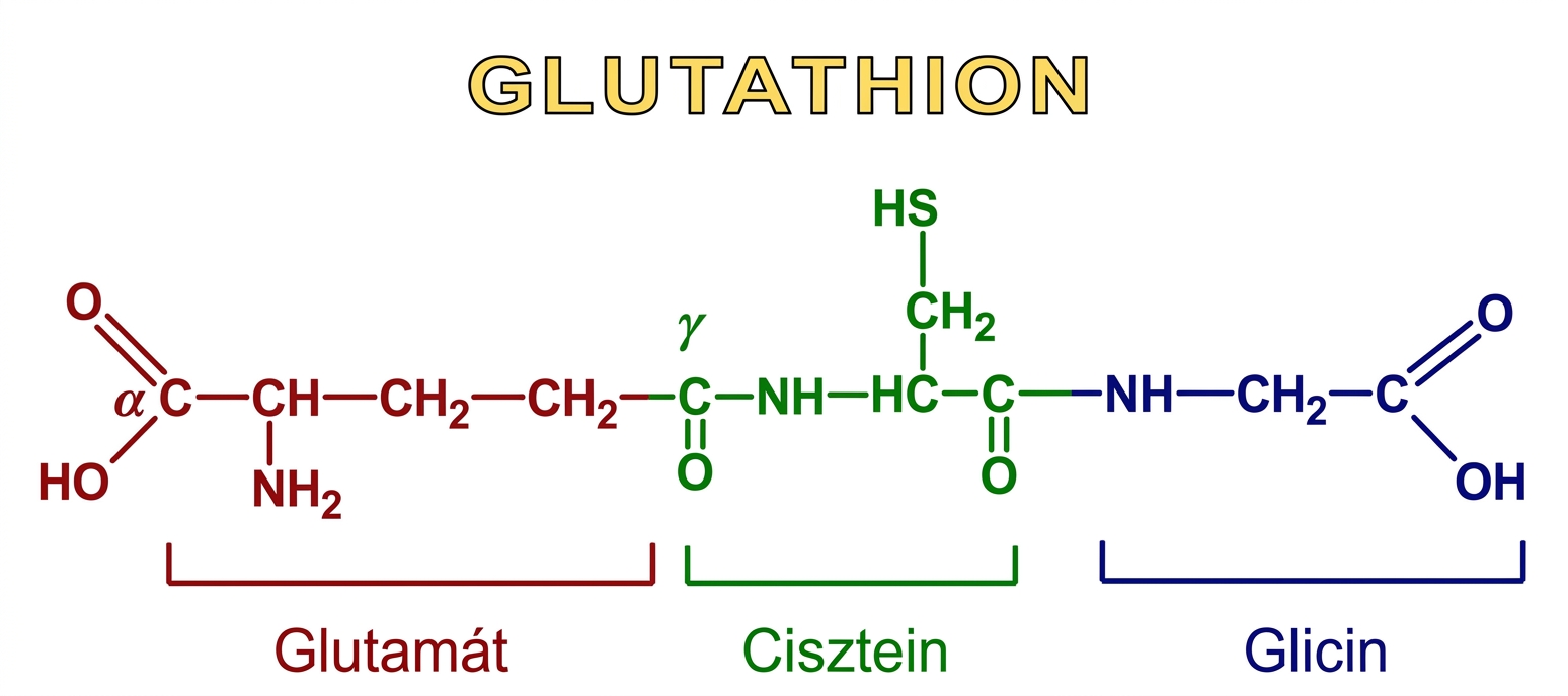 A glutation három aminosavból álló molekula, amely a sejtek belső védekező és szabályozó folyamataiban játszik fontos szerepet.